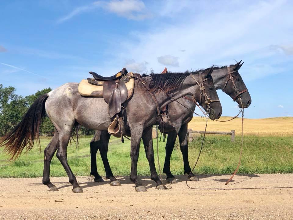 Quail Valley Walkers, Marshfield, Missouri